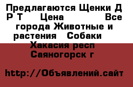 Предлагаются Щенки Д.Р.Т.  › Цена ­ 15 000 - Все города Животные и растения » Собаки   . Хакасия респ.,Саяногорск г.